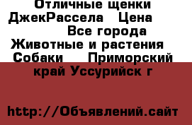 Отличные щенки ДжекРассела › Цена ­ 50 000 - Все города Животные и растения » Собаки   . Приморский край,Уссурийск г.